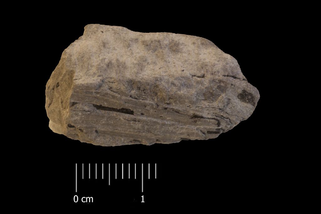Fossile (ginkgofita, esemplare)