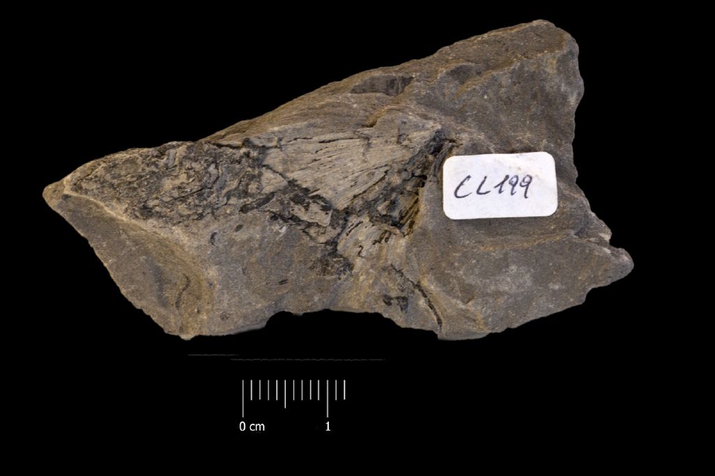Fossile (organo fruttifero, esemplare)