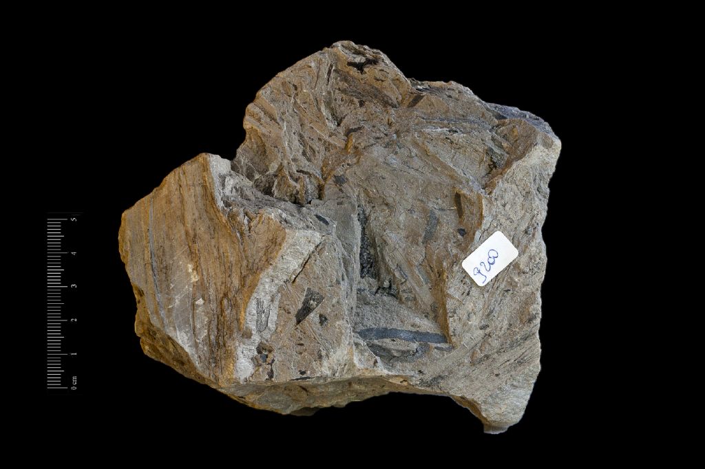 Fossile (organo floreale, esemplare)