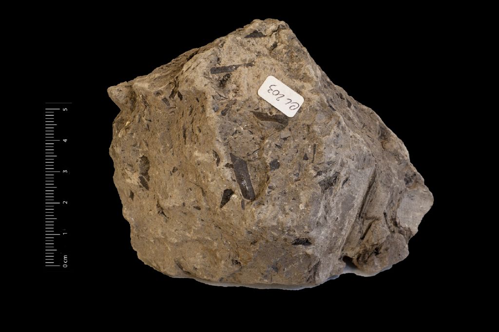 Fossile (frammento di segmento, esemplare)
