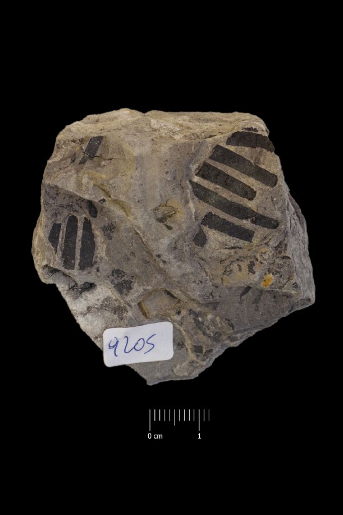 Fossile (frammento di foglia allungata, esemplare)