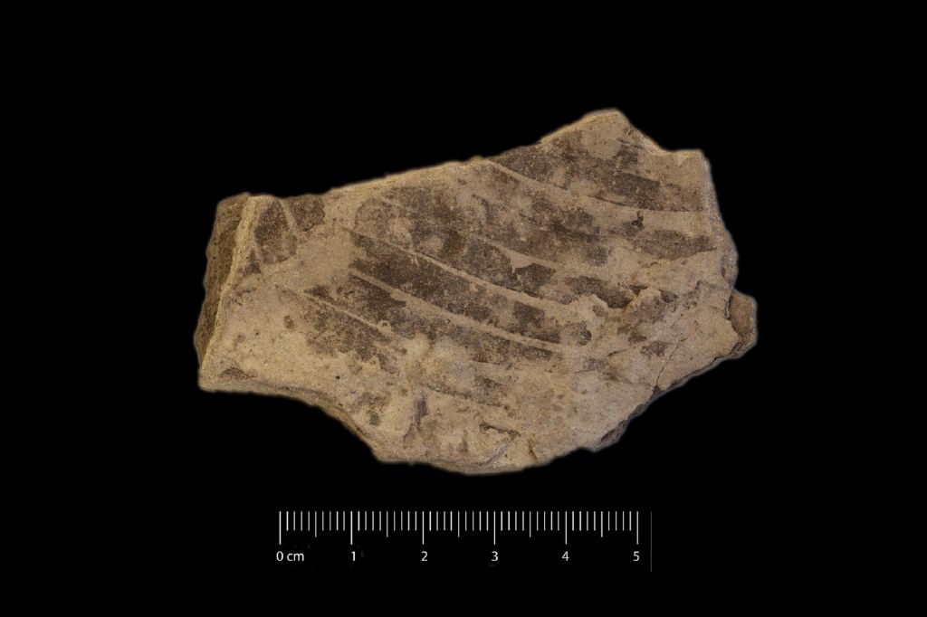 Fossile (frammento di foglia allungata, esemplare)