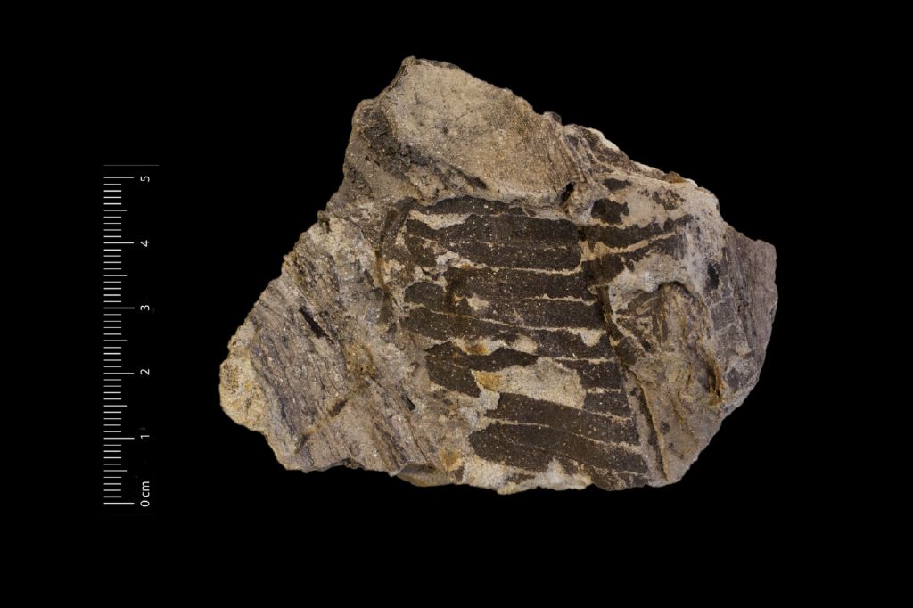 Fossile (frammento di foglia allungata, esemplare)