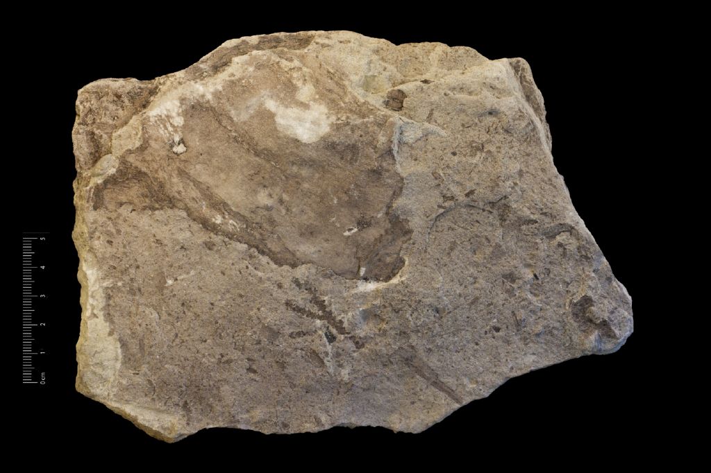 Fossile (rametto di conifera, esemplare)