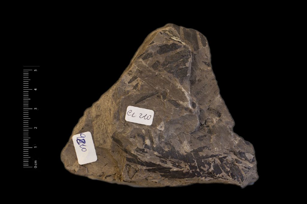 Fossile (frammenti vegetali, associazione fossile)