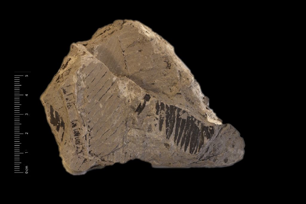Fossile (frammento di foglia allungata, esemplare)