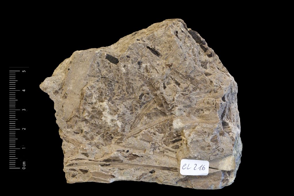 Fossile (felce, esemplare)
