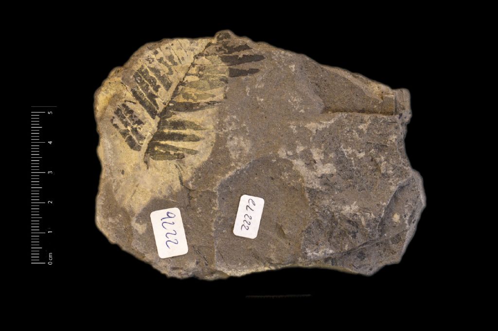 Fossile (frammento di foglia allungata, esemplare)