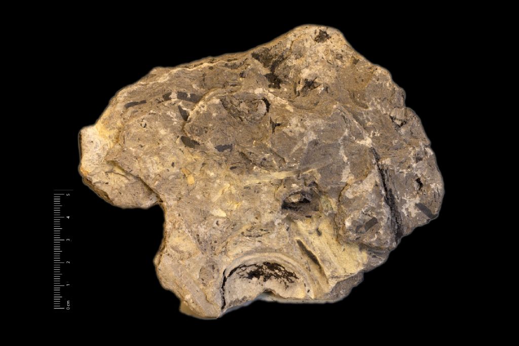 Fossile (frammento d'organo fruttifero, esemplare)