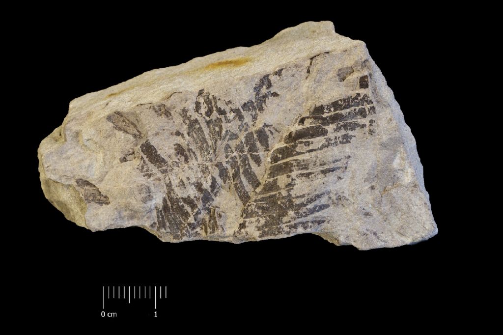 Fossile (frammento di foglia allungata, esemplare)