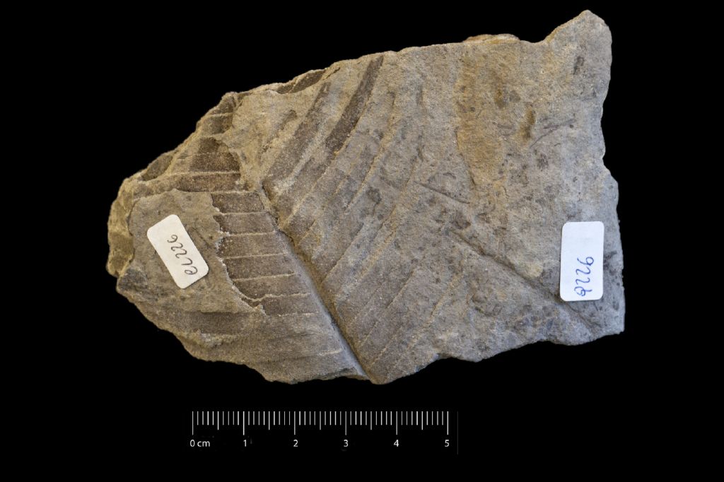 Fossile (frammento di foglia allungata, esemplare)