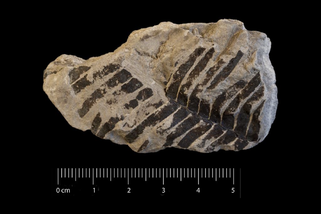 Fossile (frammento di foglia allungata, esemplare)