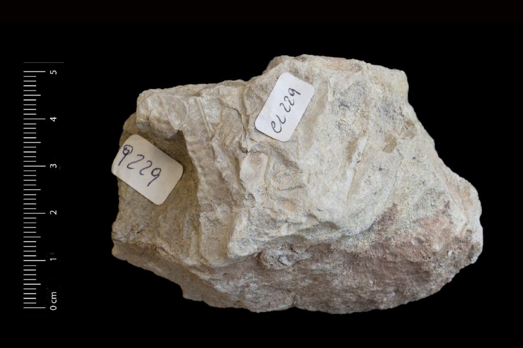 Fossile (felce, esemplare)