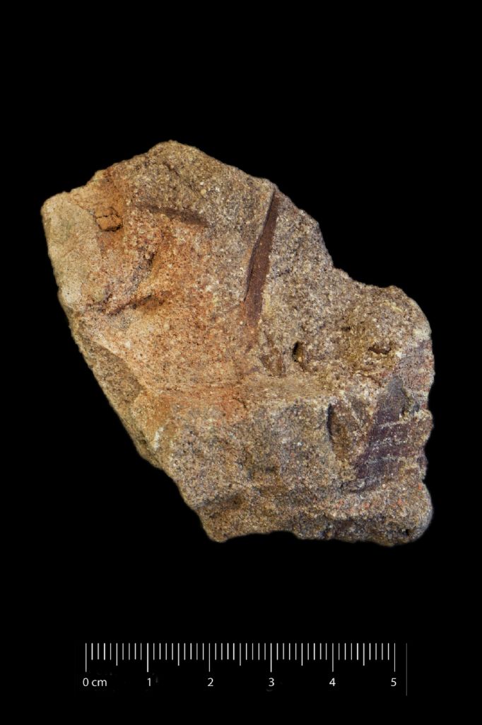 Fossile (frammento di foglia allungata, esemplare)