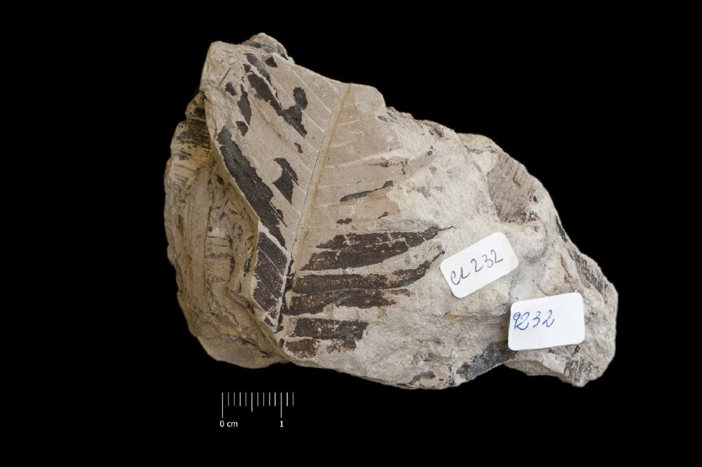 Fossile (framenti di segmenti, associazione fossile)