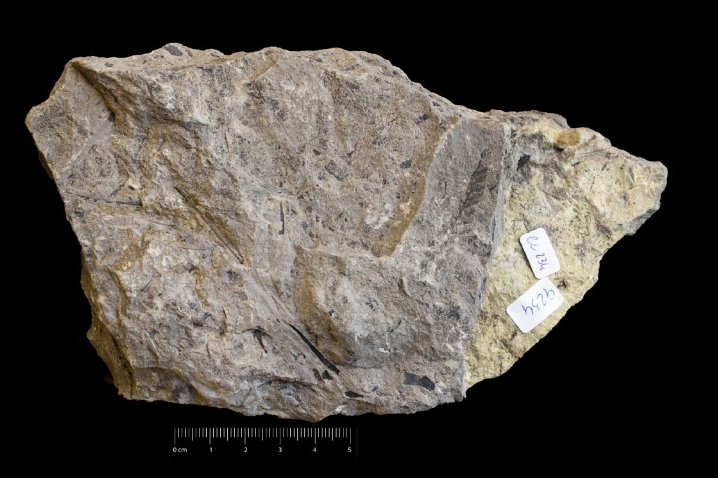 Fossile (felce, associazione fossile)