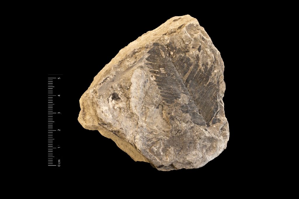 Fossile (frammento di foglia allungata, esemplare)