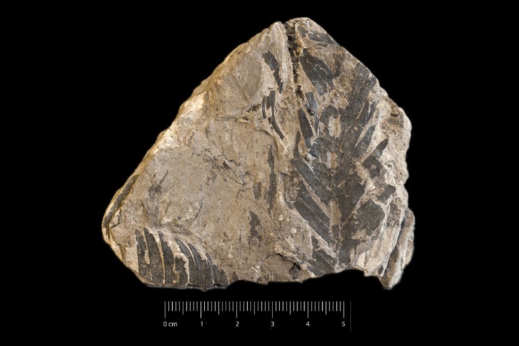 Fossile (frammento di foglia allungata, esemplare)