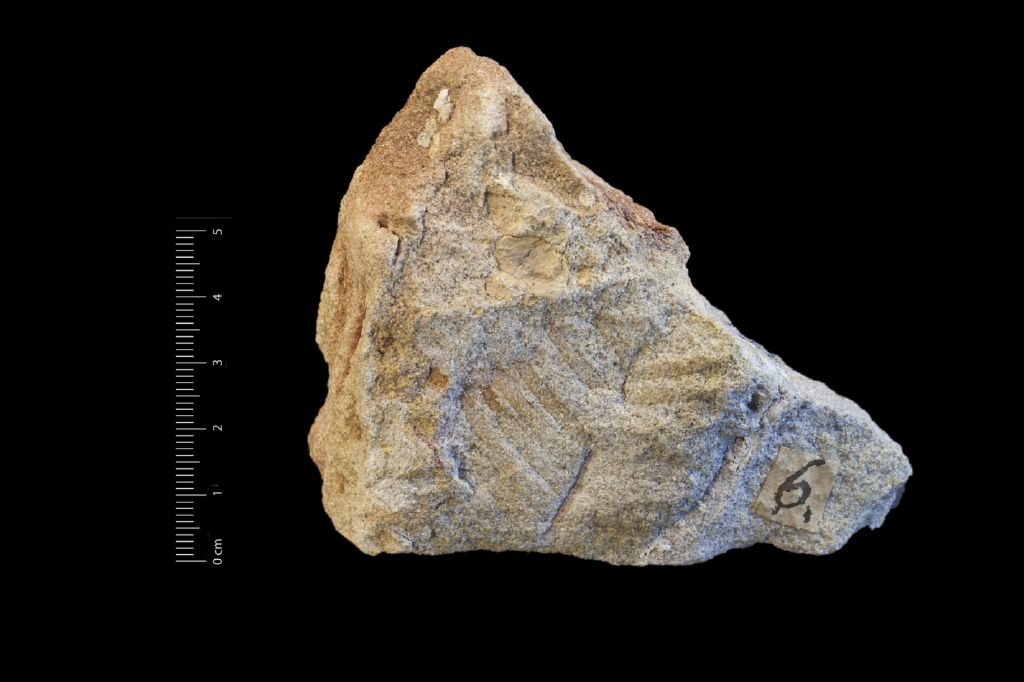 Fossile (frammento di foglia allungata, esemplare)