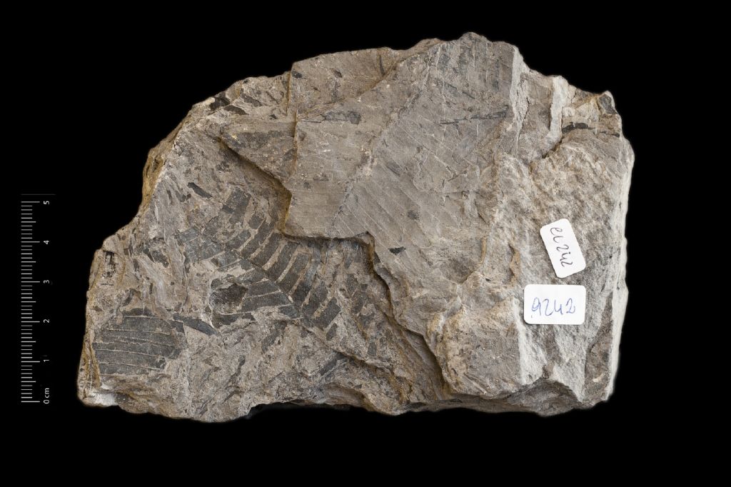 Fossile (frammento di foglia allungata, serie)