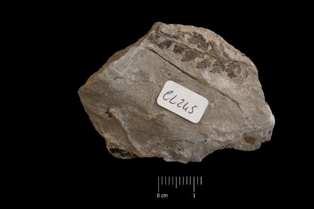 Fossile (felce, esemplare)