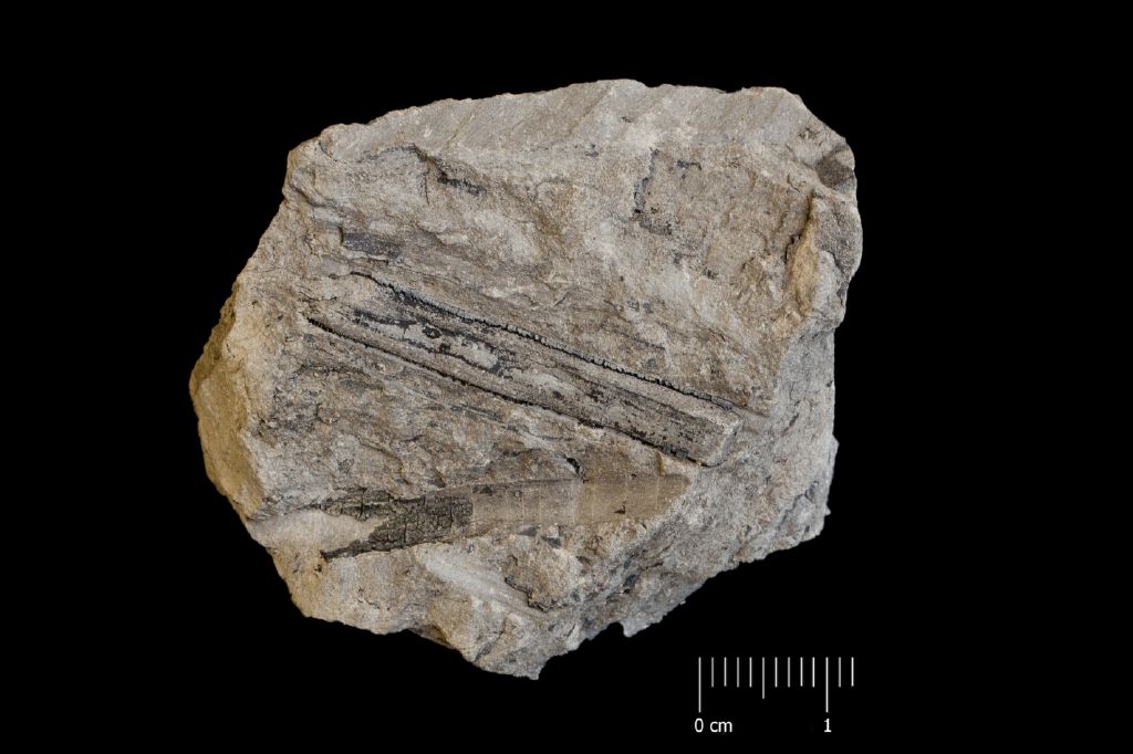 Fossile (felce, esemplare)