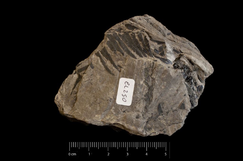 Fossile (frammento di foglia allungata, esemplare)