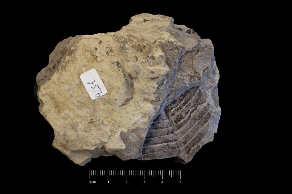 Fossile (frammenti vegetali, associazione fossile)