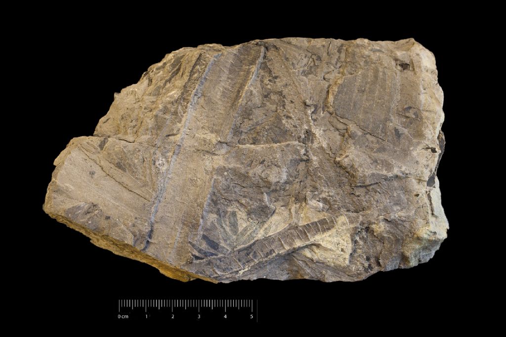 Fossile (frammento di foglia allungata, esemplare)