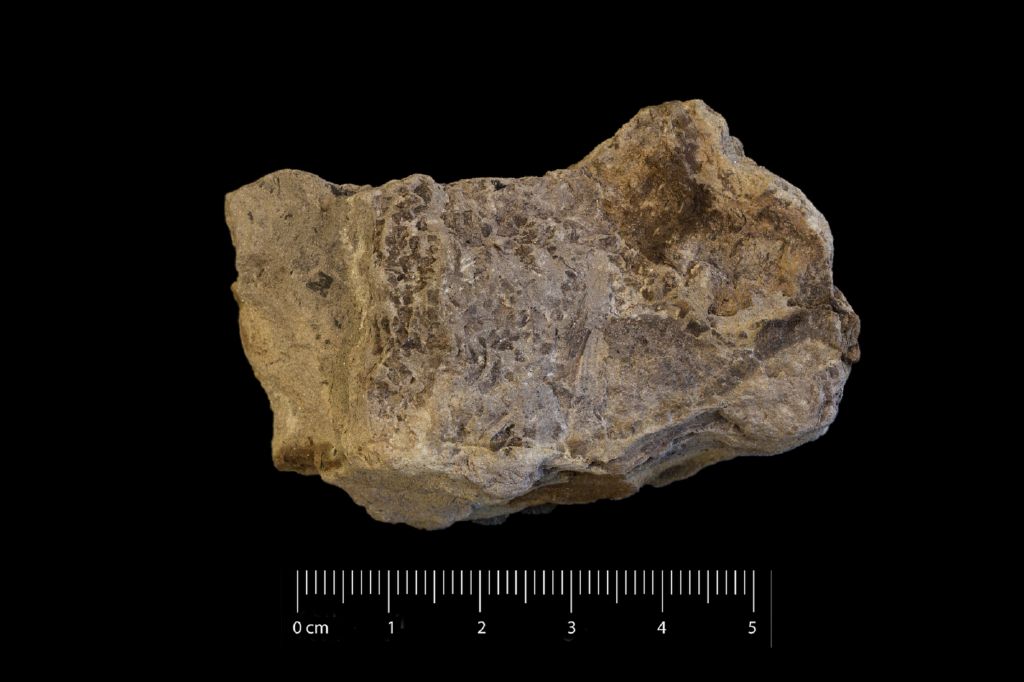 Fossile (rametto di conifera, esemplare)