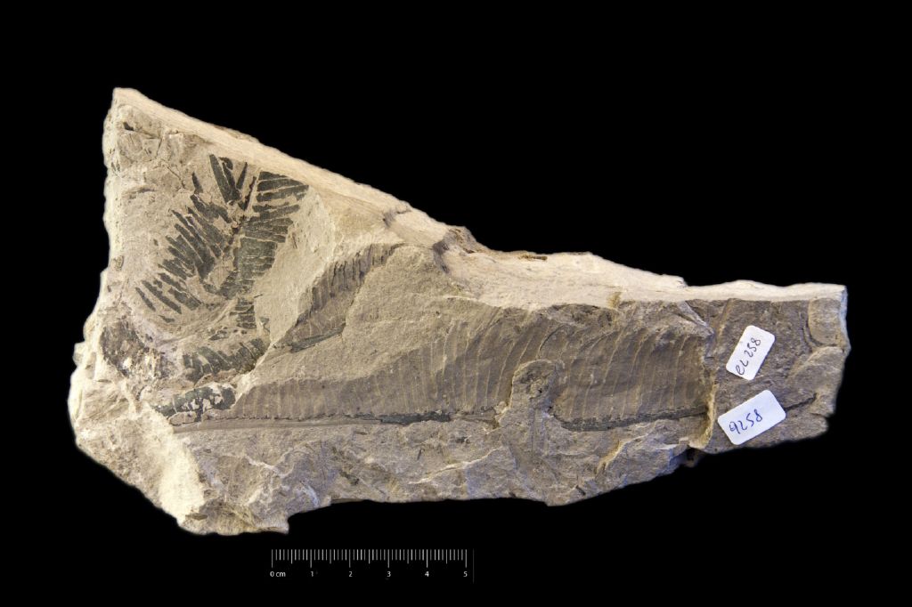 Fossile (frammento di foglia allungata, esemplare)