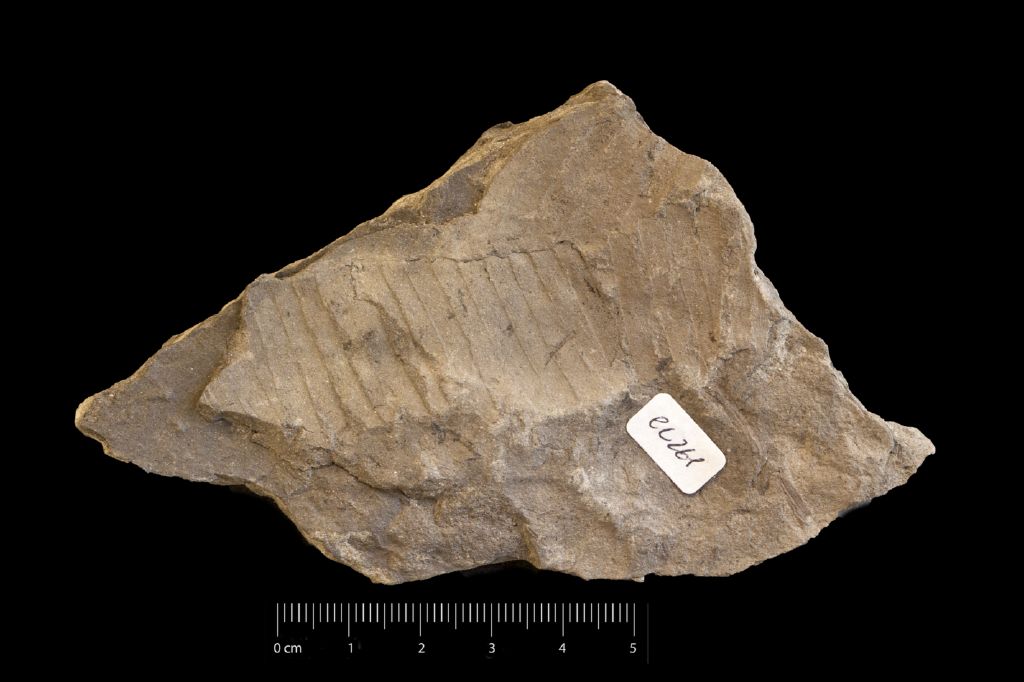 Fossile (frammento di foglia allungata, esemplare)