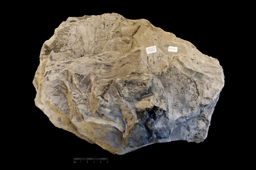 Fossile (frammenti di foglia, esemplare)