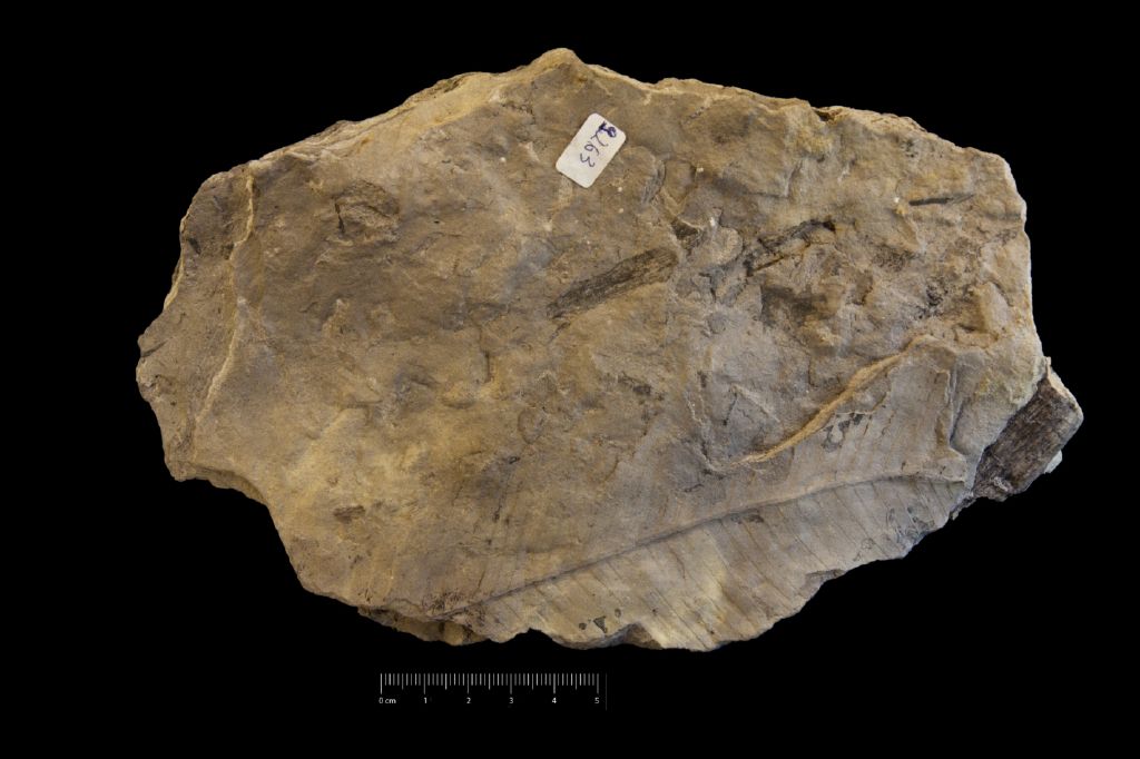 Fossile (frammento di foglia allungata, esemplare)