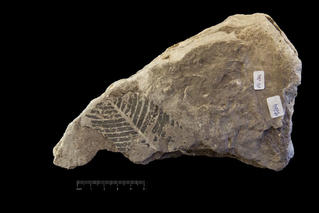 Fossile (frammento di foglia allungata, esemplare)