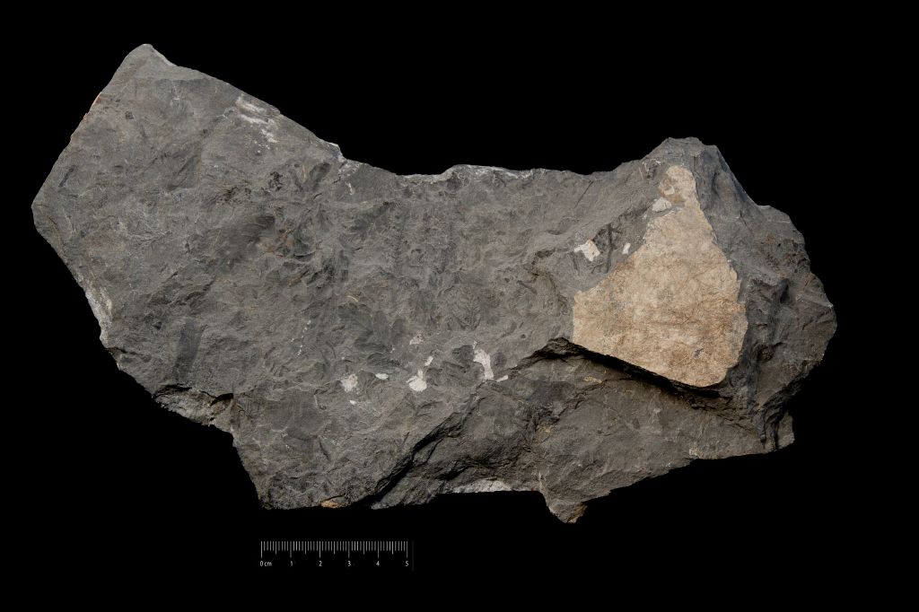 Fossile (scisto nero a pteridofite, associazione fossile)