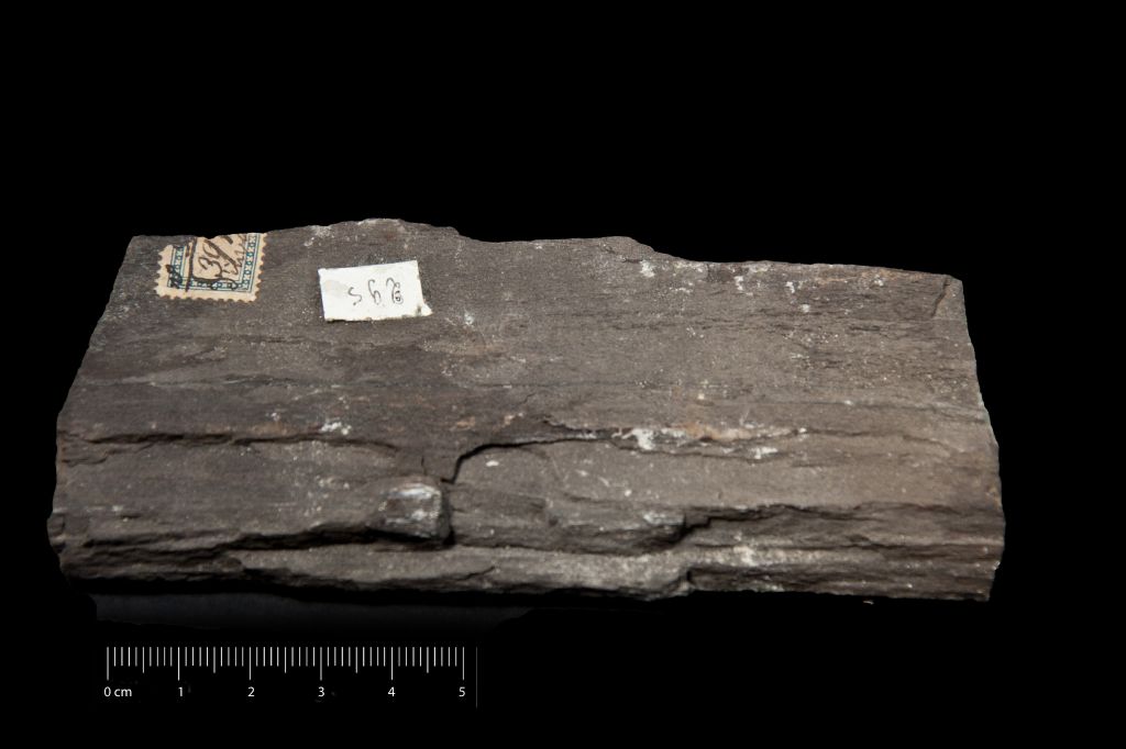 Fossile (legno fossile, esemplare)