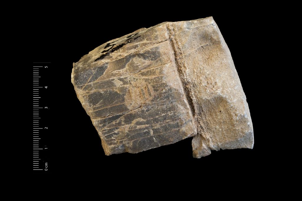 Fossile (legno fossile, esemplare)