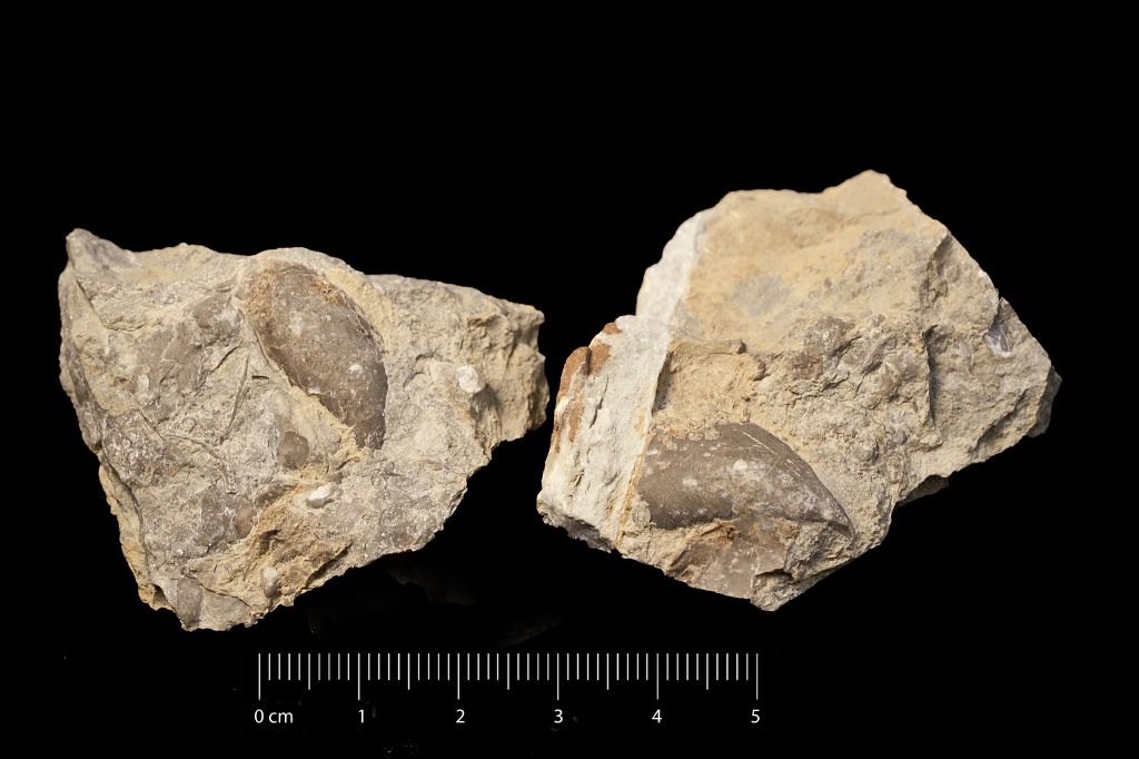 Fossile (invertebrato, bivalve, insieme)