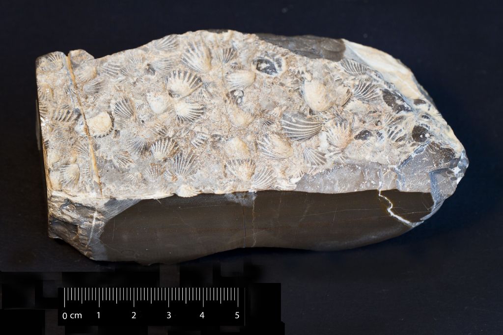 Fossile (invertebrato, bivalve, associazione fossile)