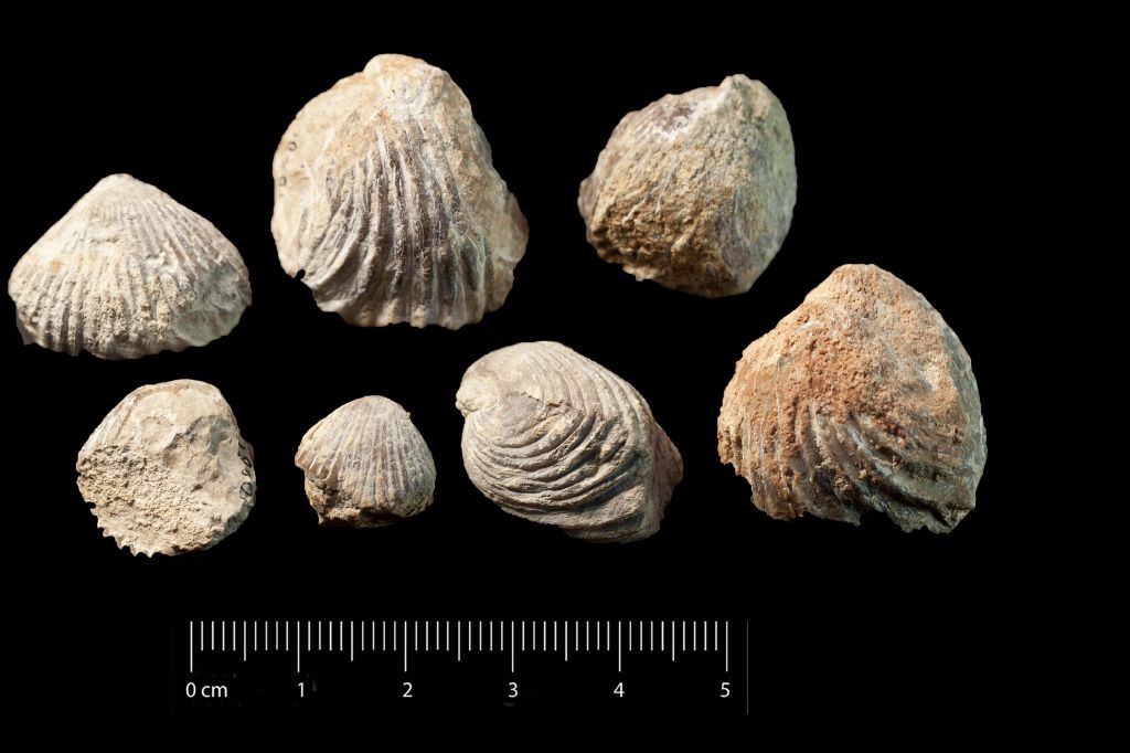 Fossile (invertebrato, brachiopode, serie)