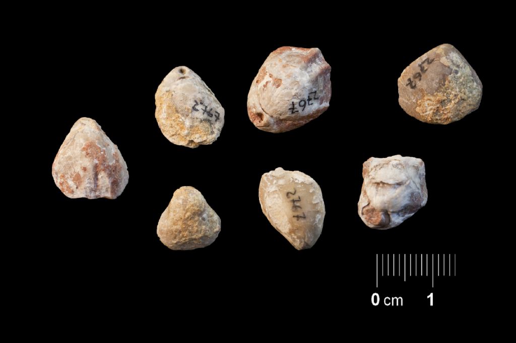 Fossile (invertebrato, brachiopode, serie)