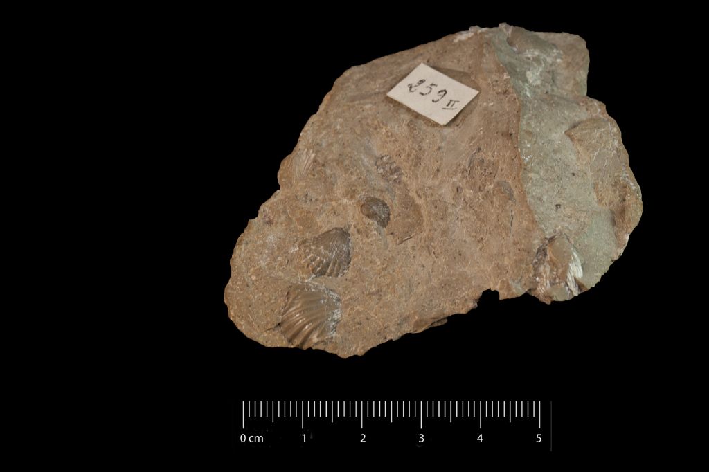 Fossile (invertebrato, brachiopode, associazione fossile)