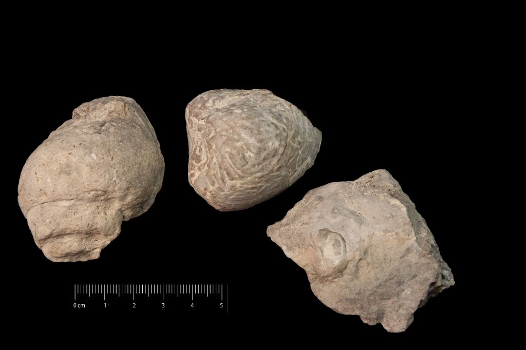 Fossile (invertebrato, molluschi, insieme)
