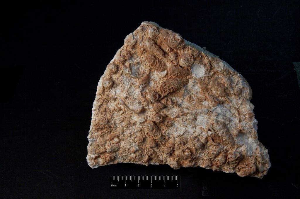 Fossile (invertebrato, gasteropode, associazione fossile)