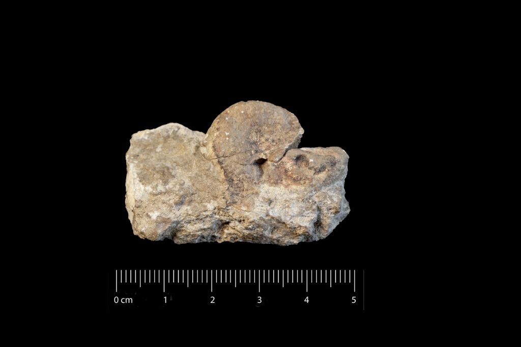 Fossile (invertebrato, cefalopode, esemplare)