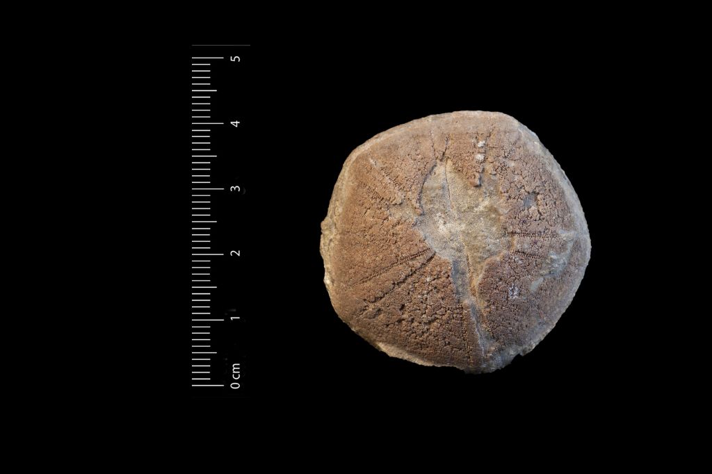 Fossile (invertebrato, echinide, esemplare)