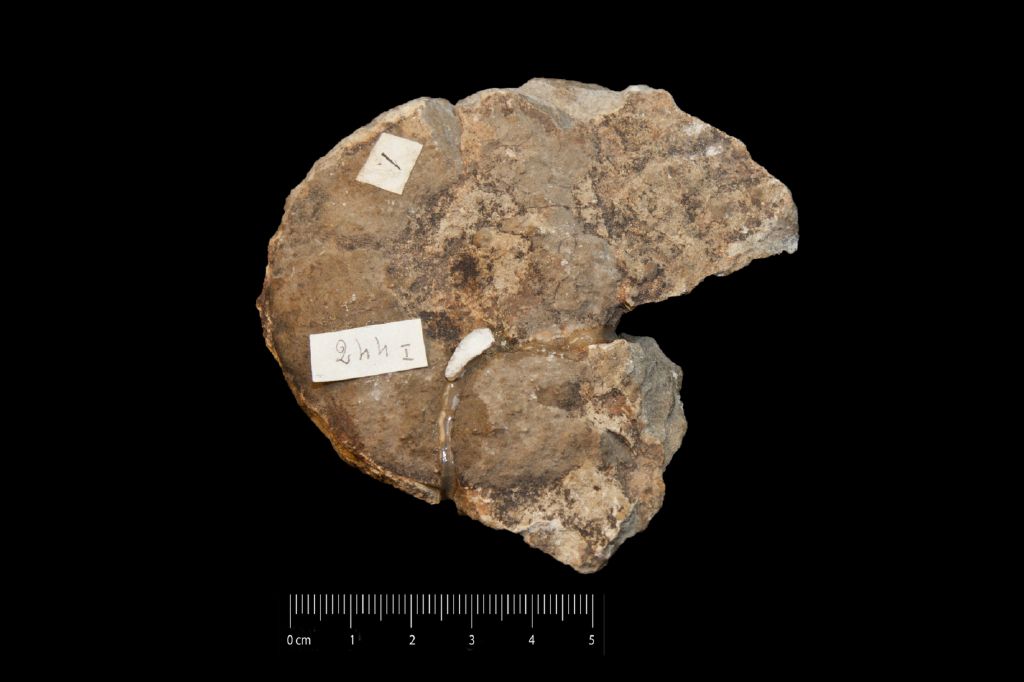 Fossile (invertebrato, cefalopode, esemplare)