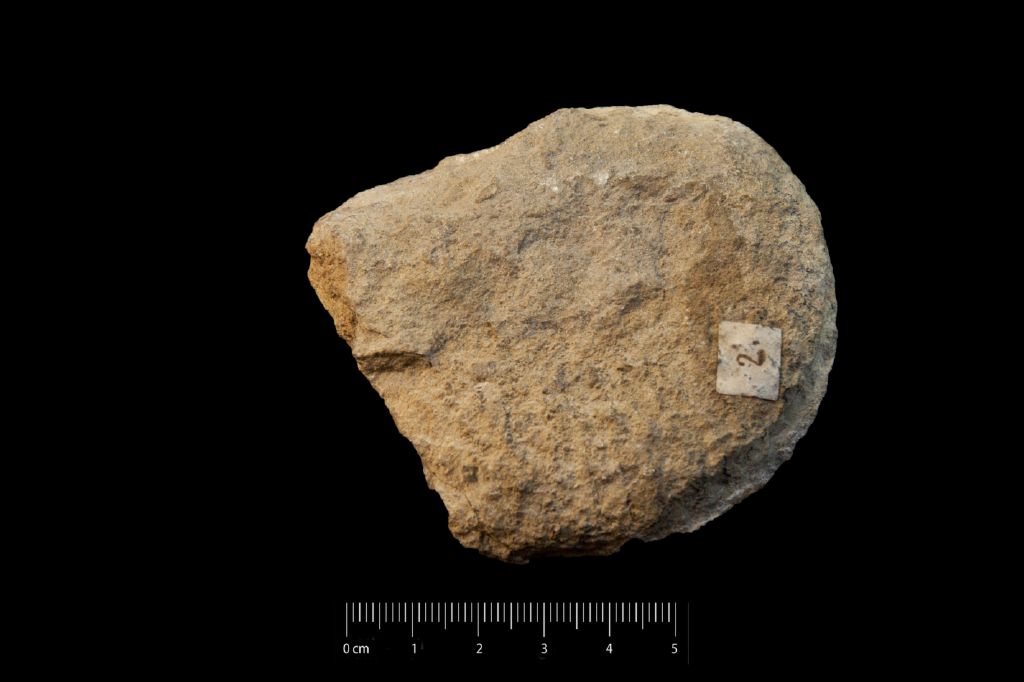 Fossile (invertebrato, cefalopode, esemplare)