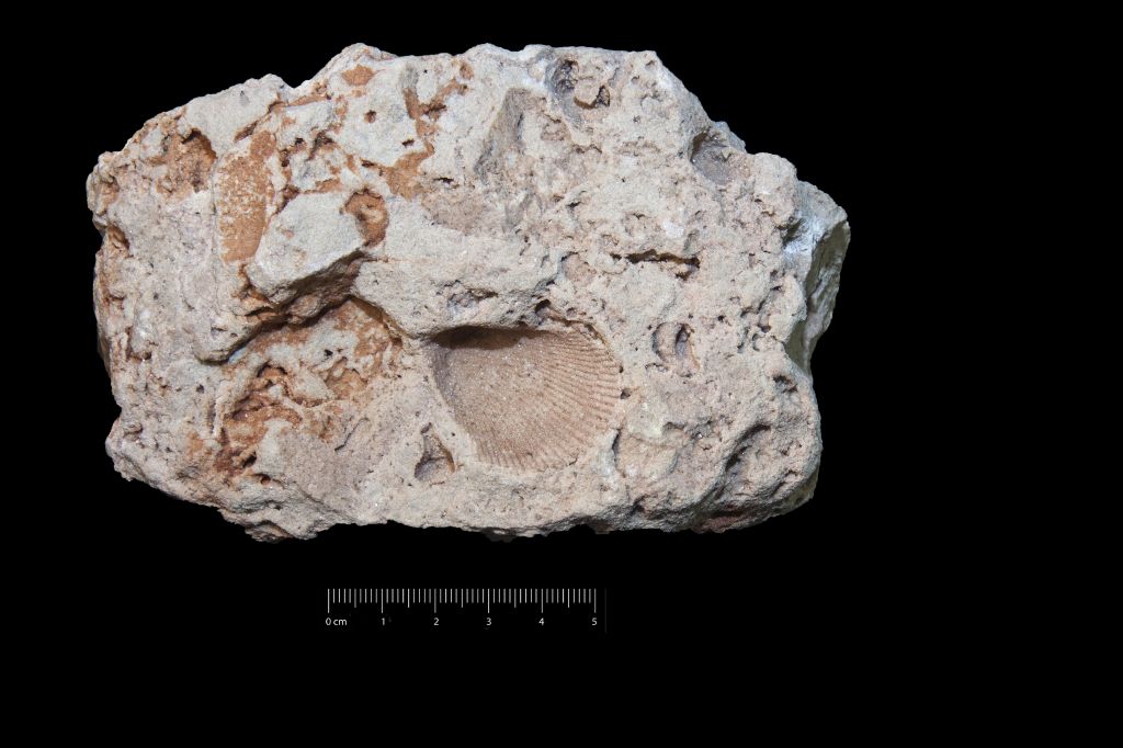 Fossile (invertebrato, mollusco, esemplare)
